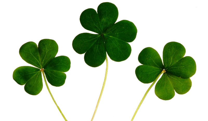 shamrock 1